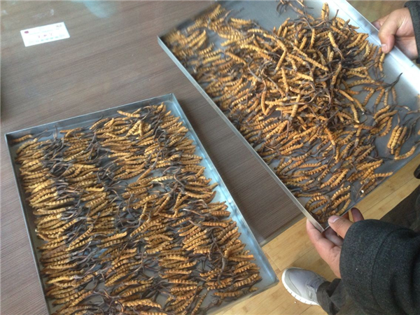 立式冷凍干燥機在操作時(shí)有什么要領(lǐng)可言呢？