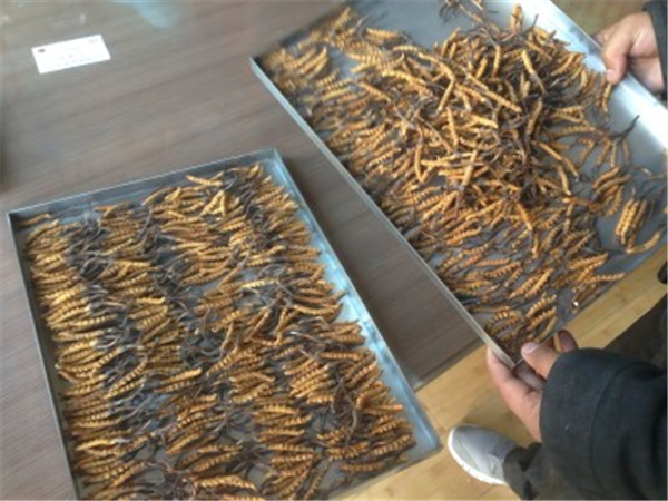 制藥凍干機的冷凍和干燥過(guò)程中如何確保產(chǎn)品的穩定性？